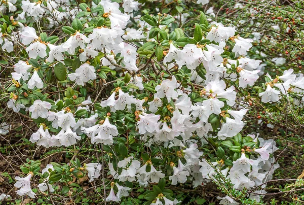 Nuevas flores de primavera — Foto de Stock
