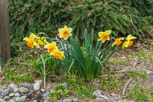 Narcisos florecientes de primavera — Foto de Stock