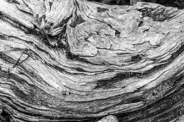 Gnarly rozkładanie drewna zbliżenie — Zdjęcie stockowe