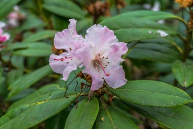 Ayırt edici pembe çiçeği detay