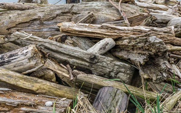 Treibholzstapel am Ufer — Stockfoto