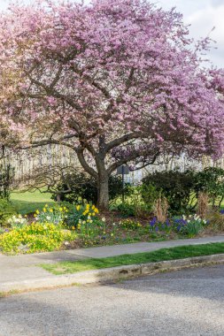 Streetside Bahar Çiçekleri 3