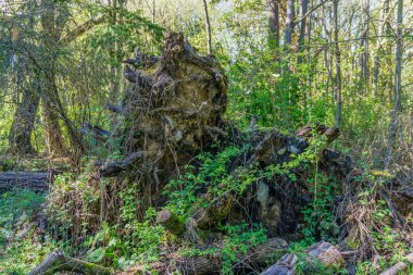 Upended Ağaç Gövdesi