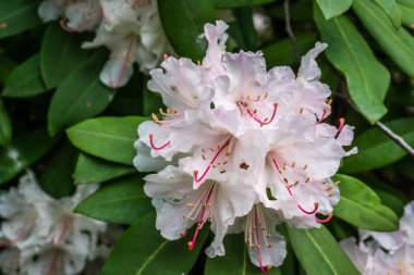Pembe Rhododendron Çiçekleri Yakın Çekim 2