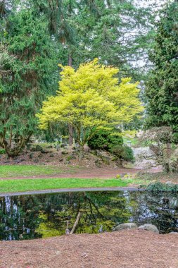 Bahar Ağacı ve Gölet