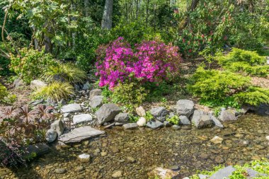 Parlak Pembe Çiçekler 2