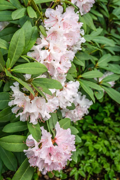 Rosado Rhododendron Blossoms Primer plano — Foto de Stock
