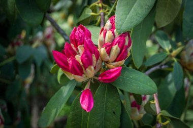 Yeni Rhododendron Çiçekleri 2