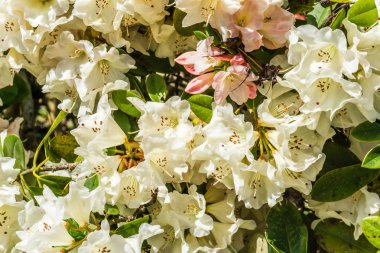 Gür Beyaz Rhododendron Bush Arka Plan 2