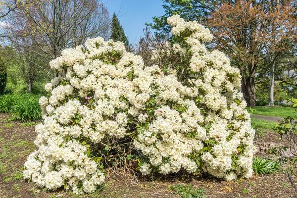 Exuberante rododendro blanco Bush — Foto de Stock