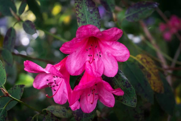 Röda blommor detalj — Stockfoto