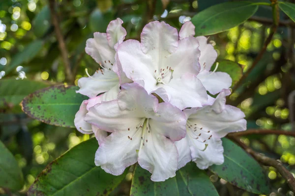 Detalle de flores de rododendro blanco —  Fotos de Stock