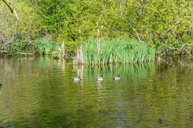 Gölette Üç Ördek