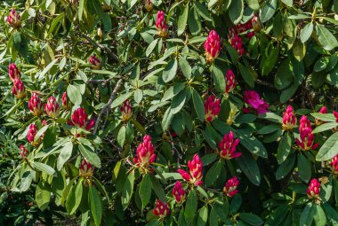 Yeni Rhododendron Çiçekleri