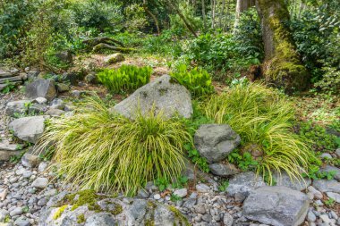 Lacy Bitkiler Ve Kayalar