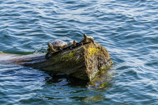 Three Turtles On Log