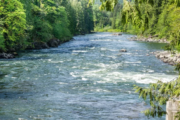 Evergreens Ve Nehir — Stok fotoğraf