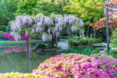 10. Göl 'ün Üzerinde Morsalkım Çiçekleri