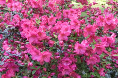 Briiliant Kırmızı Çiçekler Arka Plan