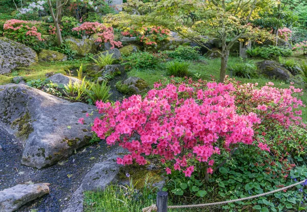 Exuberante colorido jardín de flores 2 — Foto de Stock