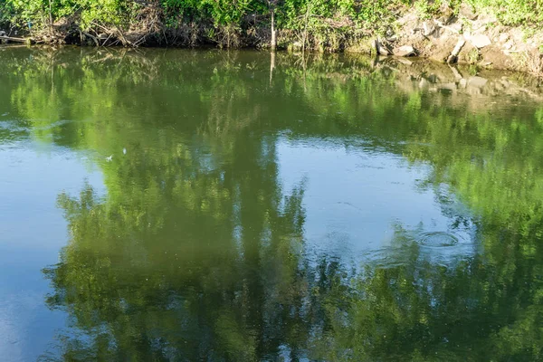 Árboles reflectantes del río verde — Foto de Stock