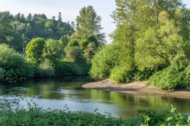 Yeşil Nehir Yansıyan Ağaçlar 2