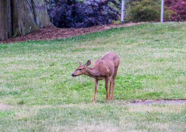 Otlatma Parkı Geyik 2