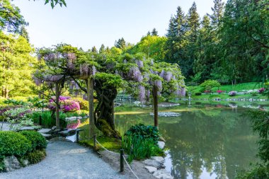 Pond 5 Over Wisteria Çiçekler