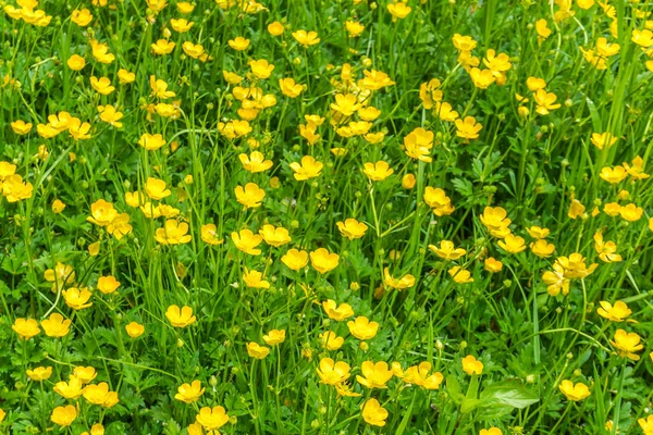 Yellow Wildflowers Background
