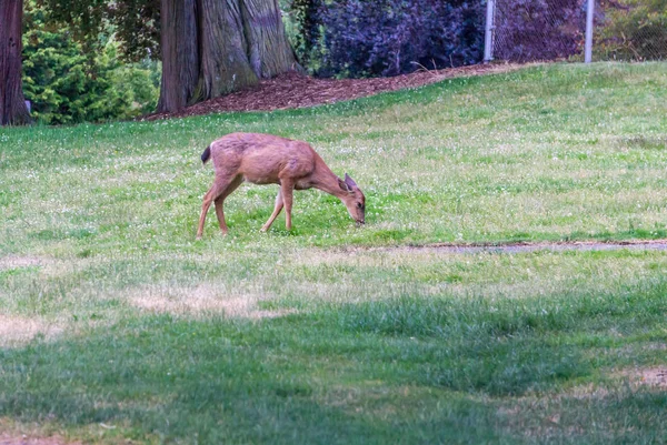 Grazende Park herten — Stockfoto