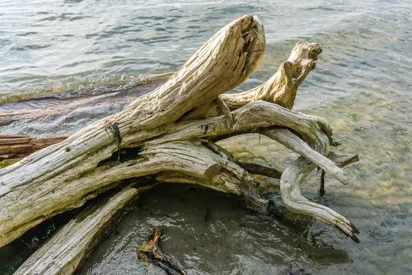 Wasser und Treibholz 2 — Stockfoto