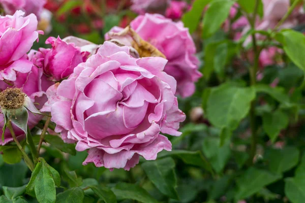 Rosa rosa detalle 2 — Foto de Stock