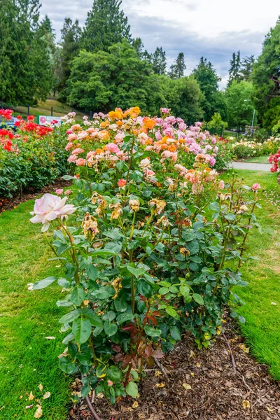 Jardín de rosas en el parque —  Fotos de Stock