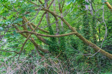 Akan Ağaç Dalları 3