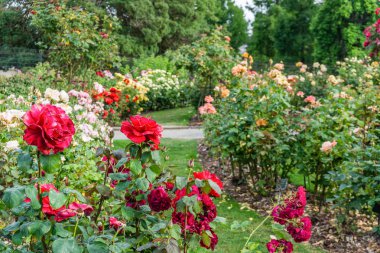 Park 4'te Gül Bahçesi
