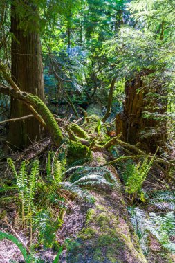 Düşmüş Ağaç Sahnesi