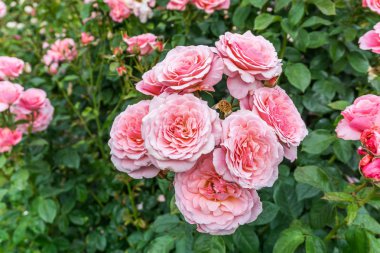 Pembe Güller Küme 2