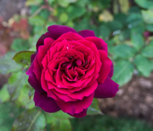 Détail rose rouge — Photo