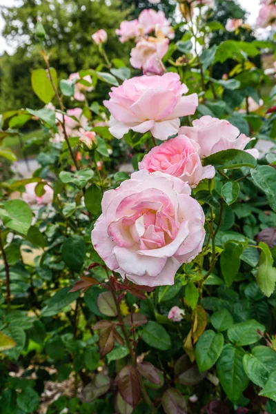 Σύμπλεγμα ροζ τριαντάφυλλα — Φωτογραφία Αρχείου