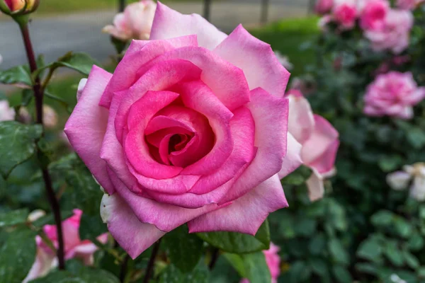 Rose rose Détail 7 — Photo