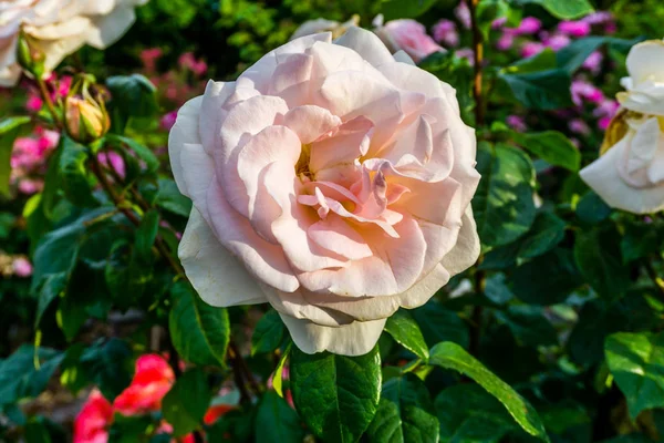 Ροζ τριαντάφυλλο λεπτομέρεια 6 — Φωτογραφία Αρχείου