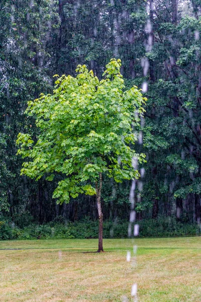 Baum im Regen — Stockfoto