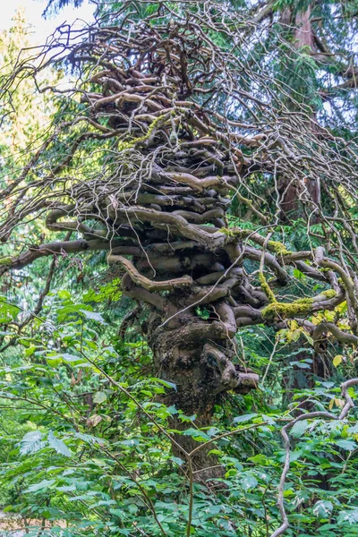 Seattle Arboretum knorriger Baum 2 — Stockfoto