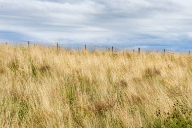 Park 3 at çayır çim