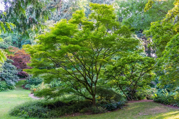 Seattle Arboretum Japanese Maple 2 — Stock Photo, Image