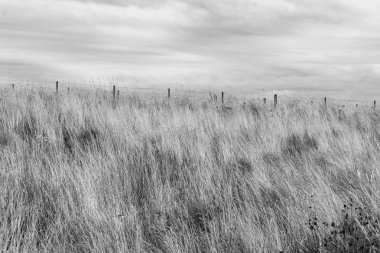 Park 4 ' teki çayır çim