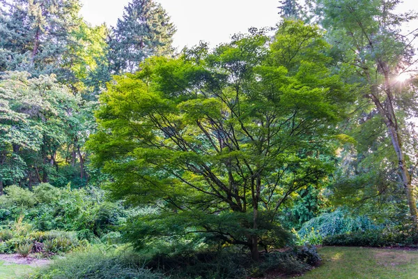Seattle Arboretum Arce japonés 3 —  Fotos de Stock