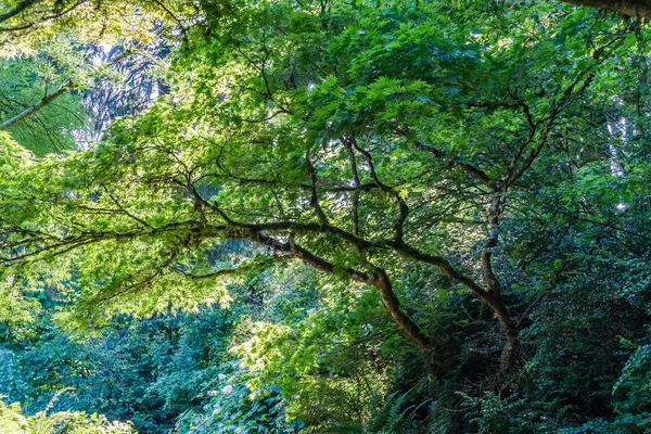 Seattle Arboretum japanischer Ahorn 4 — Stockfoto