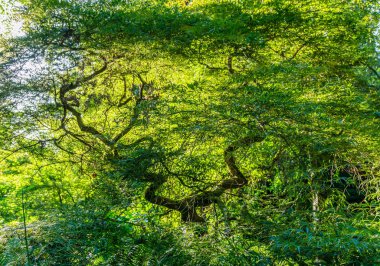 Seattle Arboretum Japon Akçaağaç 5