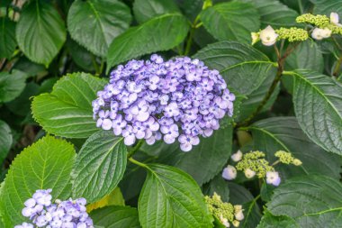 Açık Mor Çiçekler 2